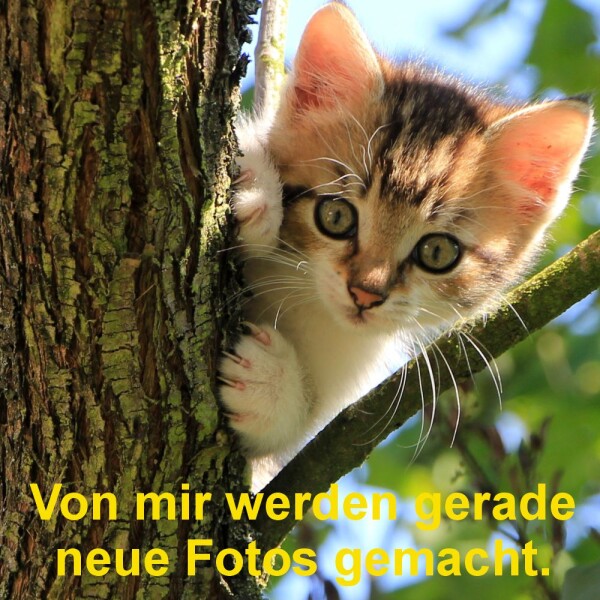 Fransen Navy-blau/weiss